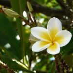 frangipani-111081_1920