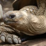 giant-tortoise-4042512_1920